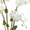 My Online Florist's Blossoming Orchid Plant