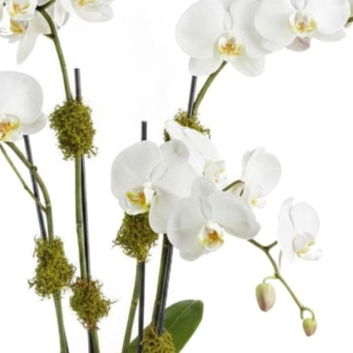 My Online Florist's Blossoming Orchid Plant