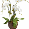 My Online Florist's Blossoming Orchid Plant