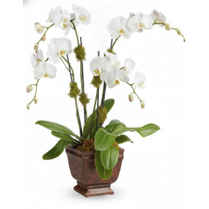 My Online Florist's Blossoming Orchid Plant