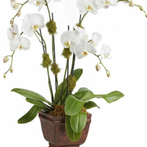 My Online Florist's Blossoming Orchid Plant
