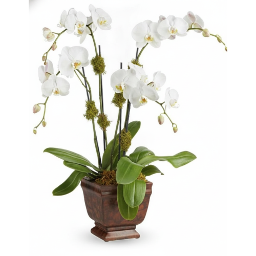 My Online Florist's Blossoming Orchid Plant
