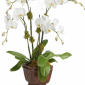 My Online Florist's Blossoming Orchid Plant