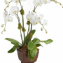 My Online Florist's Blossoming Orchid Plant