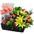 Elegant Flower & Seasonal Fruits Hamper with Pink Roses and Lilies | Calgary Gift