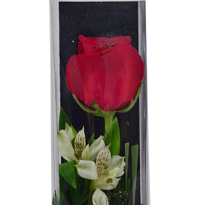 Single Rose Arrangement | Elegant One Rose Flower Gift in Calgary