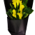 Calgary Ruby Flower Shop Yellow Elegance Calla Lily Bouquet 