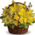 YYC Flowers Sunlit Basket of Joy 2908
