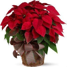 Canada Flower Gifts Christmas Bliss Poinsettia Delight 2736