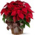 Canada Flower Gifts Christmas Bliss Poinsettia Delight 2736