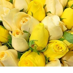 50 Stems Mix Color Roses Bouquet