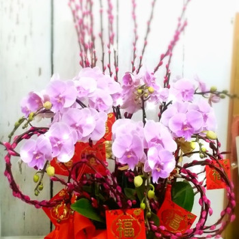 8 Stems Pink Color Phalaenopsis Orchid