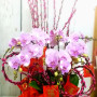 8 Stems Pink Color Phalaenopsis Orchid