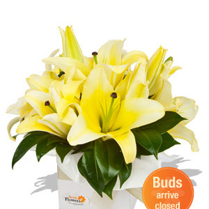 Small Boxed Oriental