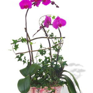 Amethyst Phalaenopsis Orchid 