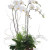 Four Stem White Phalaenopsis Orchid