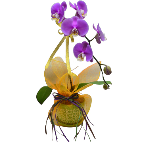 Elegant Serenity Orchid in Pot