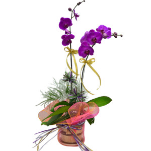 YYC Direct Flowers Fathers Day 2pcs Orchids