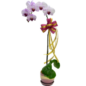 Ecuador Rose Garden Taiwan Orchid Elegance with Fillers in a Classic Pot
