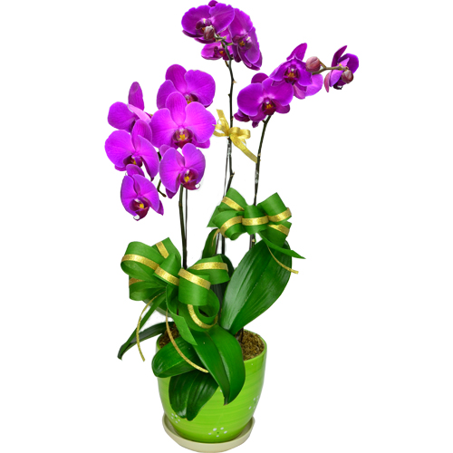 Ecuador Rose Garden Exquisite 3 pcs Phalaenopsis Purple Orchids