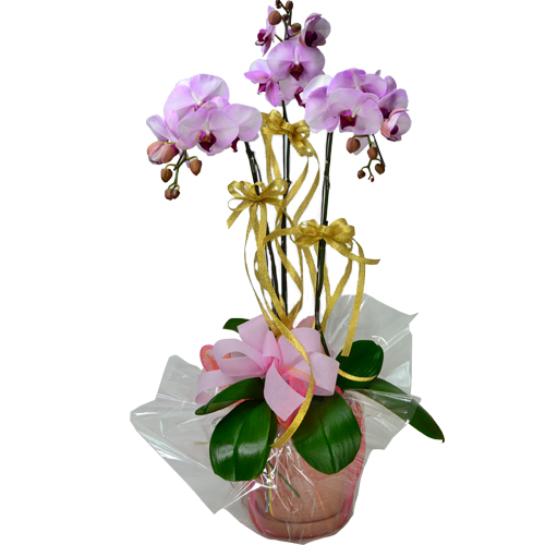 Graceful 3 pcs Taiwan Pink Orchids Arrangement