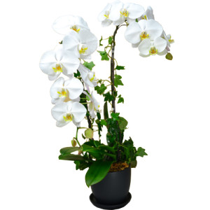 Graceful Whites Pure White Phalaenopsis Orchids