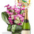 Dendrobium Orchid Package , Sparking wine and balloon