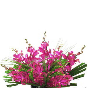 Orchid Arrangement