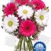 YYC Flowers 7 Gerbera Vase Bouquet