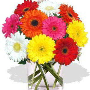 10 Gerbera Vase Bouquet