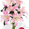 YYC Flowers 4 Oriental Pink Lily Vase Bouquet