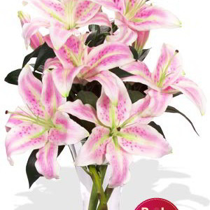 4 Oriental Pink Lily Vase Bouquet