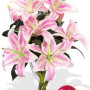 4 Oriental Pink Lily Vase Bouquet