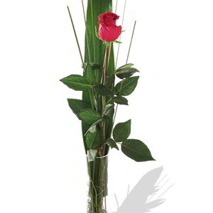 One long stem premium rose in Vase