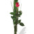 One long stem premium rose in Vase