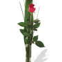One long stem premium rose in Vase