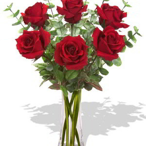 6 Long Stem Premium Roses Wrapped