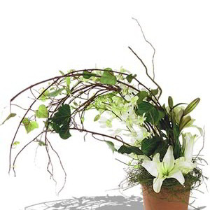 Windswept Arrangement