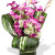Orchid Bouquet Vase Bouquet