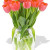 12 Orange Tulips Bouquet