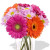9pcs Mixed Gerbera and Chrysanthemum Vase Bouquet
