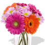 9pcs Mixed Gerbera and Chrysanthemum Vase Bouquet