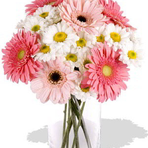 11pcs Mixed Gerbera and Chrysathemum Vase Bouquet