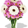 YYC Flowers 8pcs Gerberas and Chrysanthemum Vase Bouquet