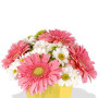 Mixed Chrysanthemum and Gerbera Bouquet