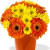 Direct Import YYC Flowers 10 Gerberas and Chrysanthemum Vase Bouquet