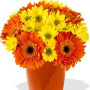 Direct Import YYC Flowers 10 Gerberas and Chrysanthemum Vase Bouquet