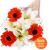 Gerbera and Asiatic Bouquet