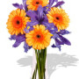 Gerbera and Iris Bouquet