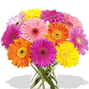 12 Mixed Color Gerberas Vase Bouquet